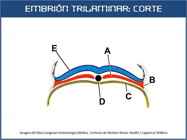 Embrión trilaminar, vellosidades coriónicas