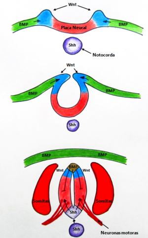 Gastrulación, formación de  notocorda