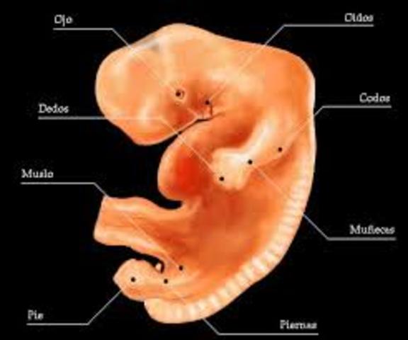 Aparece seno urogenital (día 31 a 36)