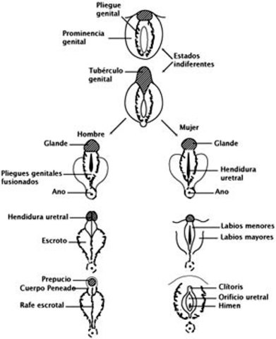 Genitales externos indiferenciados