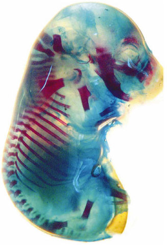 Primera osificación del esqueleto