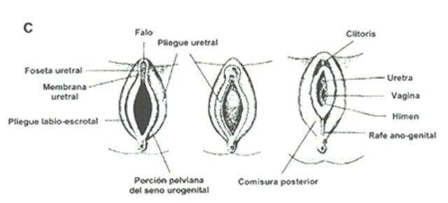 Genitales externos adoptan forma específica