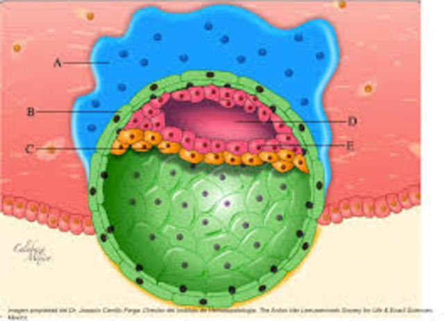 Diferenciación de capas