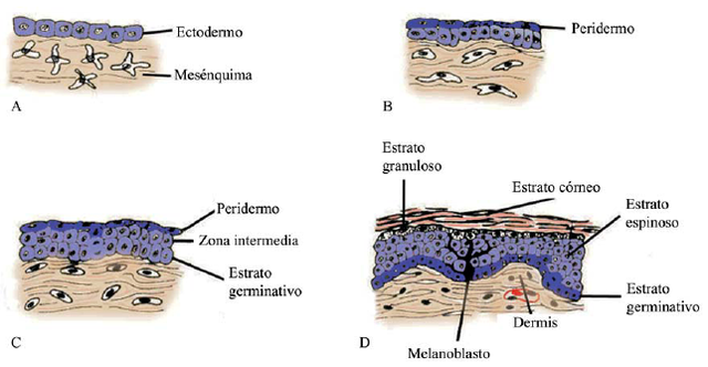 Epidermis tiene 3 capas