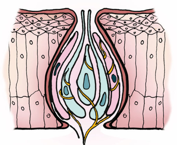 Botones gustativos cubren interior de boca