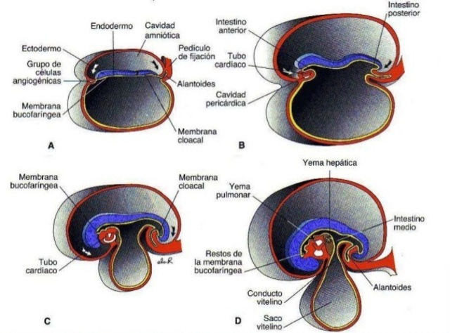 Derivados de la capa germinal endodermica