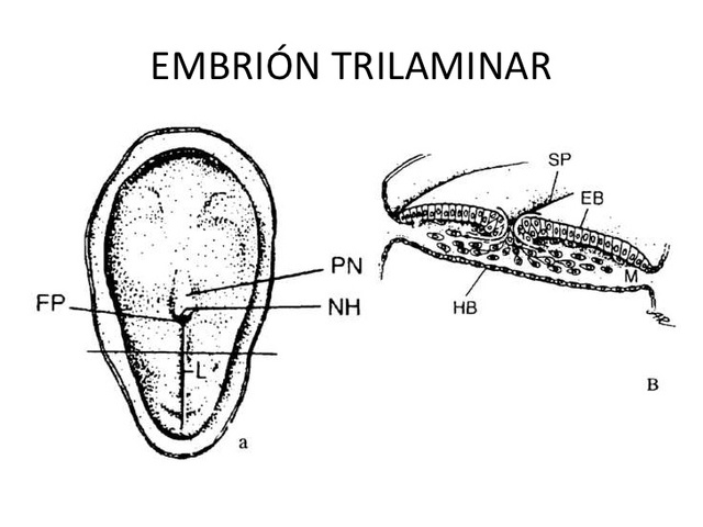 Embrión trilaminar