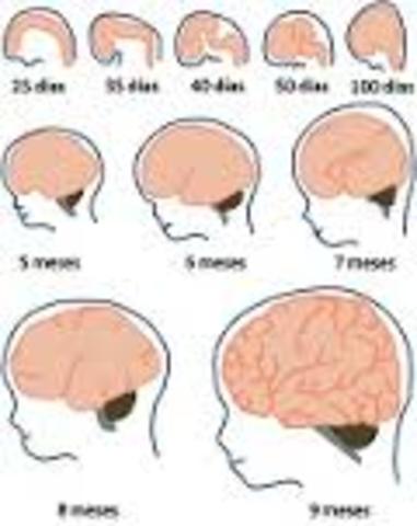 Evidencia de hemisferios cerebrales