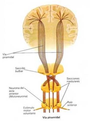 En cerebro empiezan a formas vías piramidales