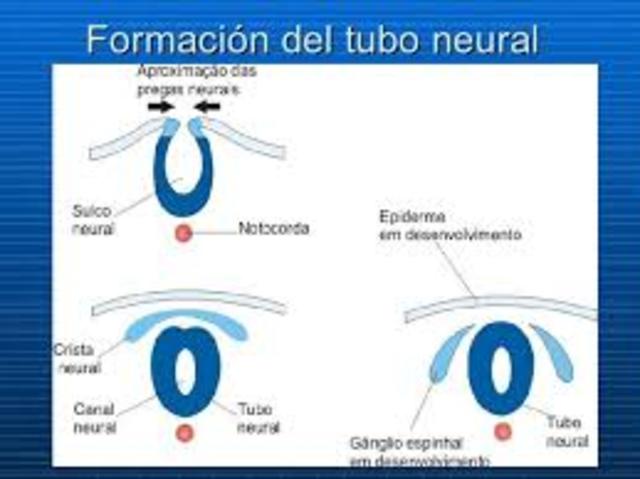 Neurulación