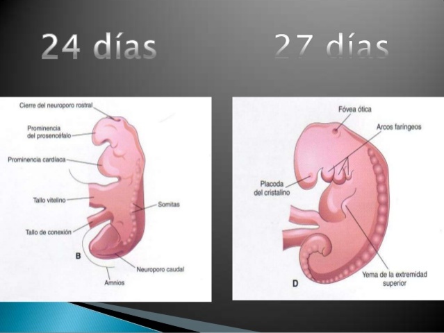 Cuarta semana de gestación