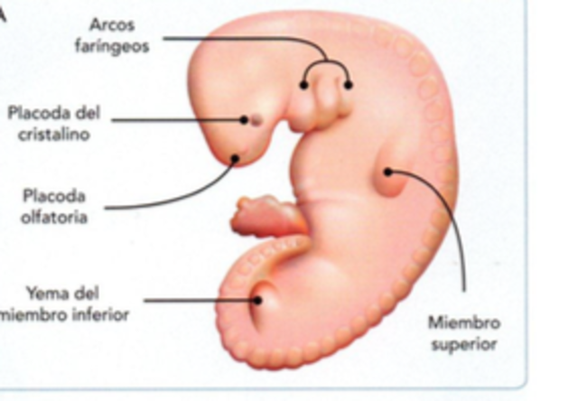 Empieza quinta semana