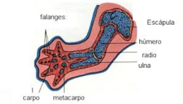 Sexta semana de gestación