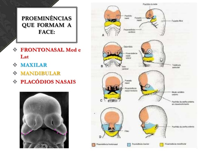 Séptima semana de gestación