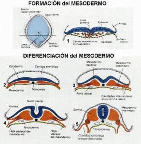 Mesodermo