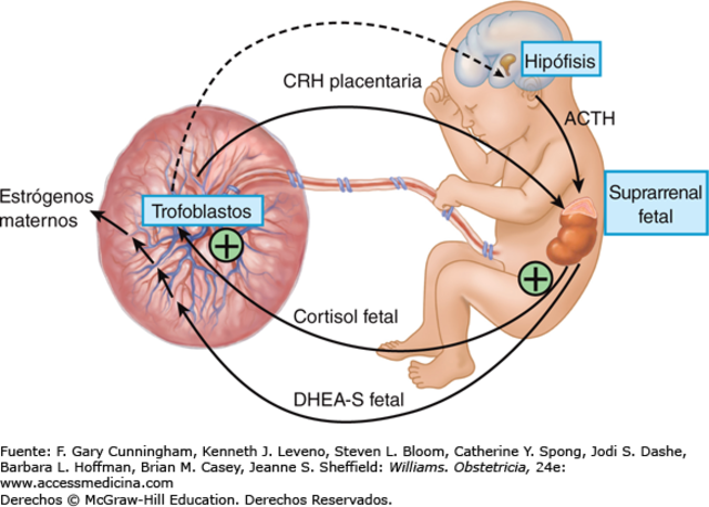 Periodo fetal- nacimiento