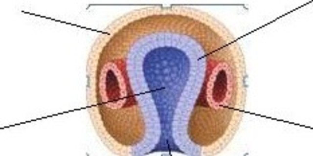 SEMANA 3. GASTRULACIÓN Y NEURULACIÓN