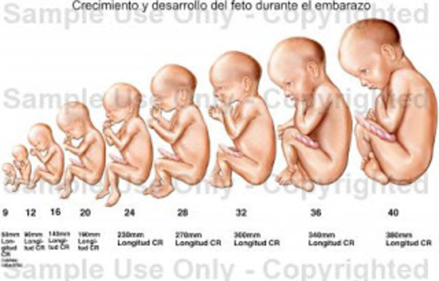 9no mes fetal