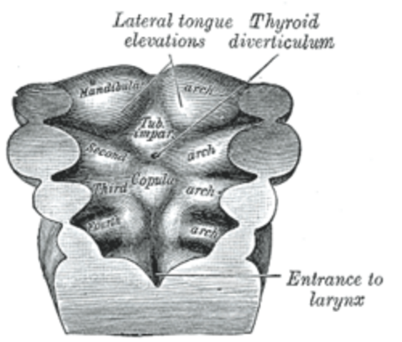 SEMANA 4. ARCOS FARÍNGEOS