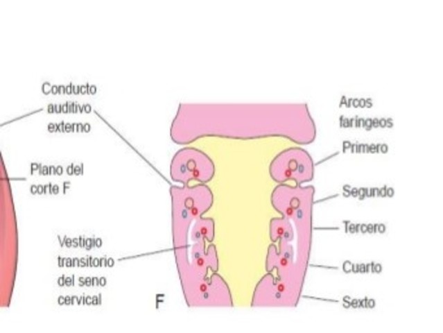 SEMANA 5. FORMACIÓN DEL SENO CERVICAL