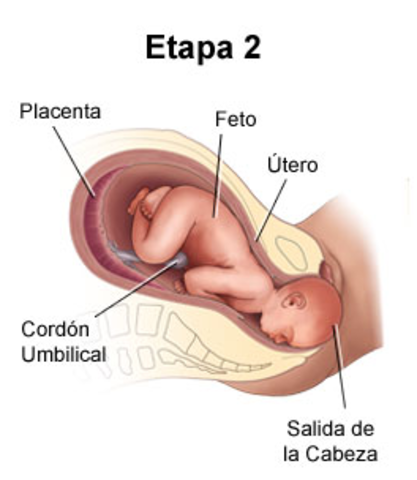 Parto fase 2