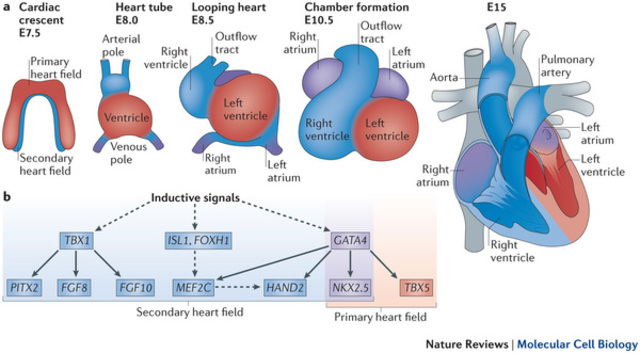 Cardiogénesis, angiogénesis y vasculogénesis