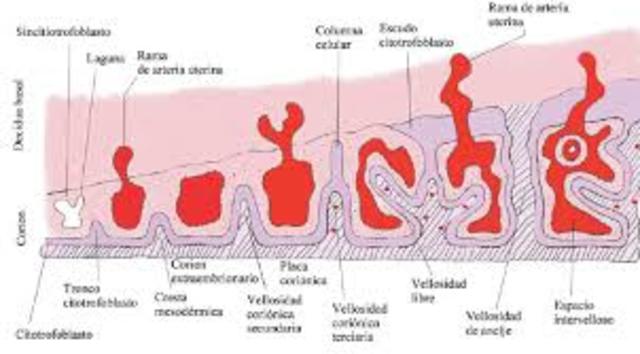 Desarrollo de vellosidades coriónicas