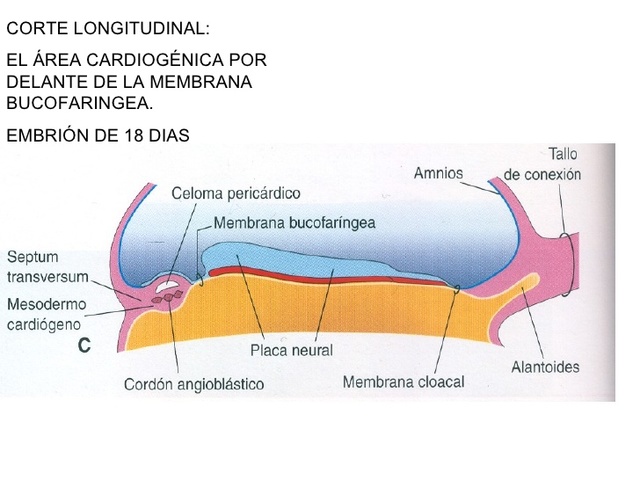 Membrana bucofaríngea y cloacal