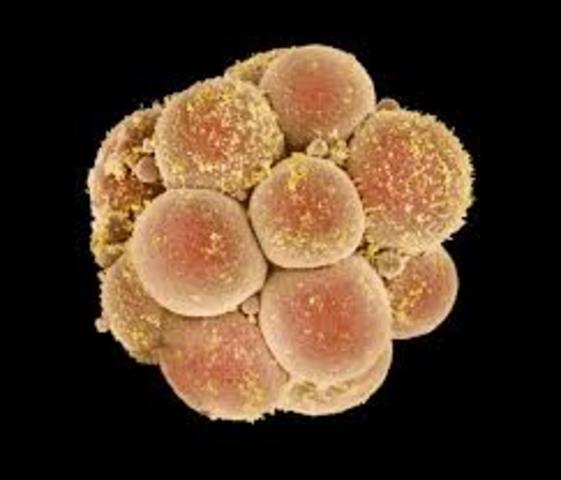 Formación de la mórula