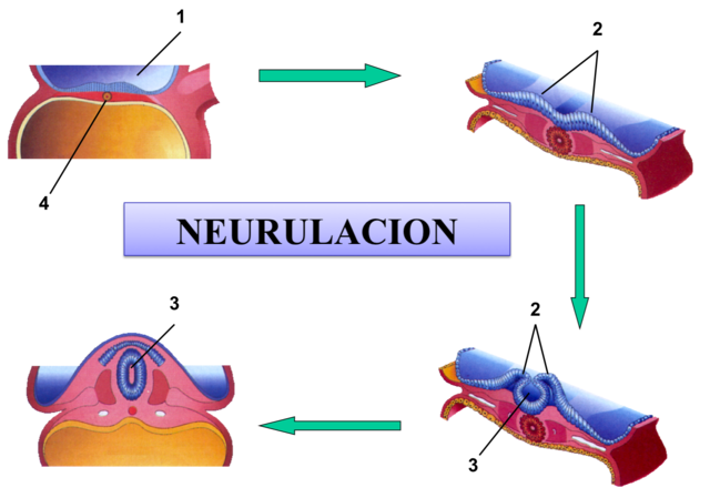 Inducción del SNC, Neurulación,