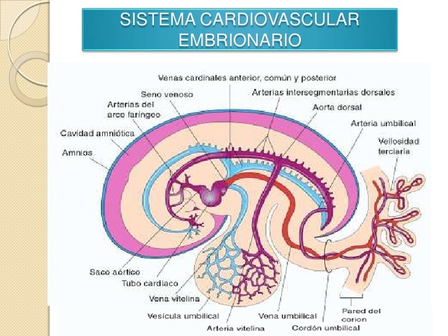 Inicio Sist. Cardiovascular (Edad: 3 semanas cumplidas)