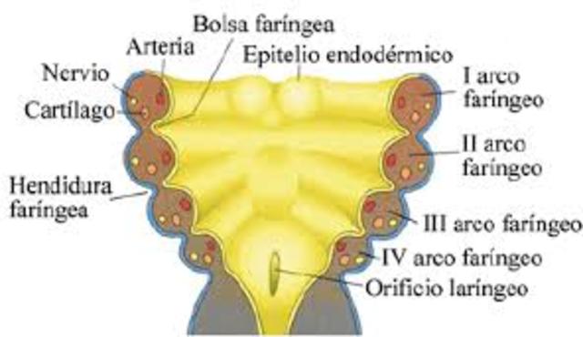 Aparición de arcos faríngeos.