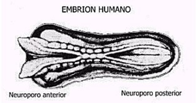 Formacion de neuroporos