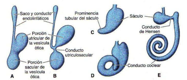 Aparición de esbozos de los miembros inferiores, placoda del cristalino, separación de vesícula ótica del ectodermo superficial.