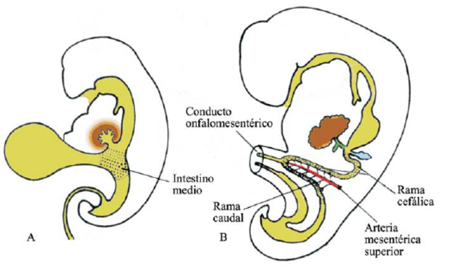 Desarrollo del intestino, embrión con cavidad coriónica, anillo umbilical.