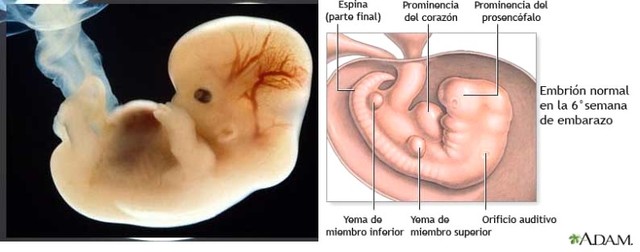 Hernia umbilical fisiolóica, Desarrollo de cara, muscular, Derivados endodérmicos