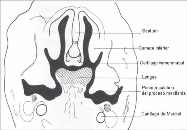 Formación del tabique nasal