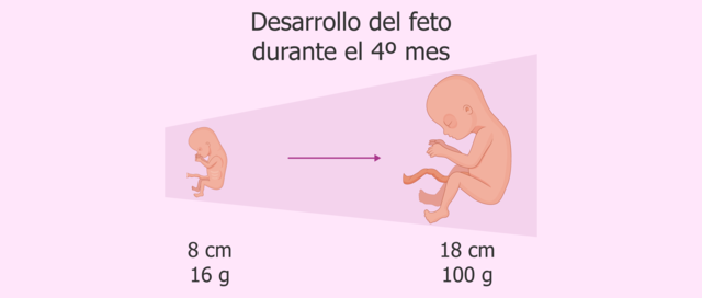 La piel es delgada, los vasos se ven con facilidad, narinas casi formadas por completo, piernas más largas que brazos