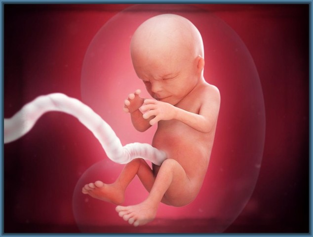 se forman pliegues epidérmicos y dedos de los pies. Abdomen se empieza a llenar. Lanugo cubre casi a todo el cuerpo.