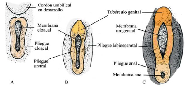 Tubérculo genital