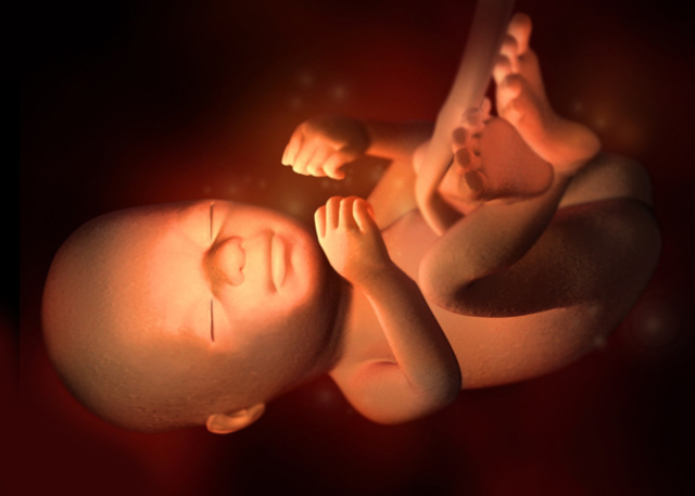 21 Semana de Gestación