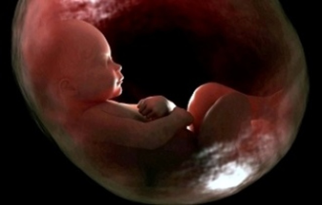 24 Semana de Gestación