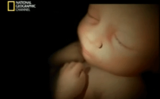 25 Semana de Gestación