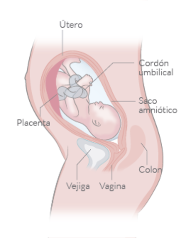 29 Semanas de Gestación