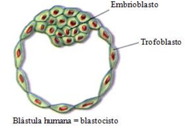 Blastocisto