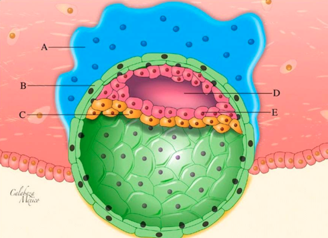 Días 6 y 7: implantación