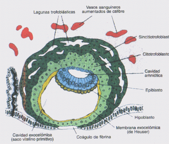 Día 9 >Trofoblasto con lagunas trofoblásticas