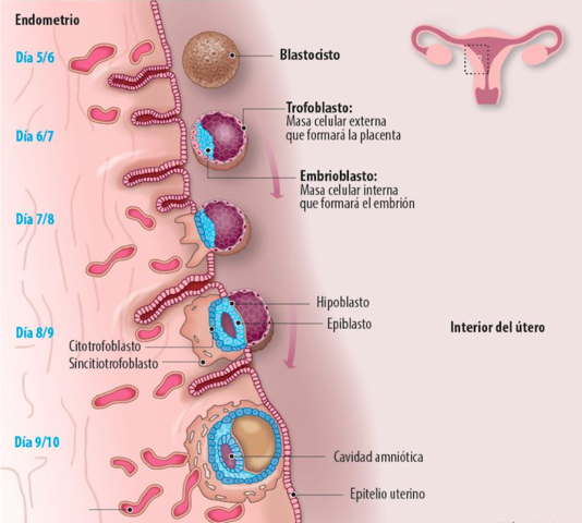 Días 8 y 9: fase lacunar