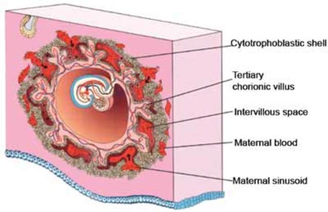Día 10,11 > Embrión completamente implantado en el útero