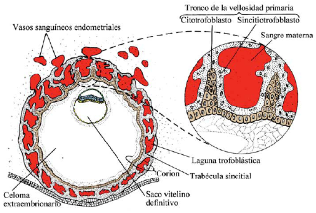 Día 12, 13 > Se inicia la circulación uteroplacentaria